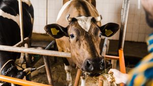 cobre en alimentos