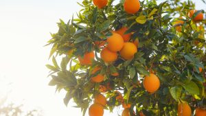 tratamiento de árboles frutales en primavera verano