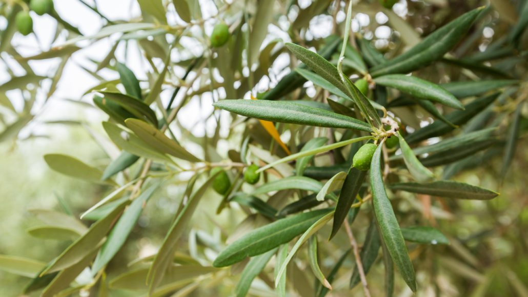 tratamiento del olivo