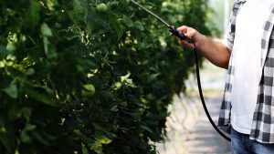 cuando aplicar caldo bordelés en frutales