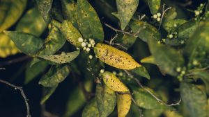 enfermedades de los cítricos y su tratamiento