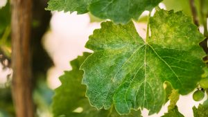 enfermedades de las plantas